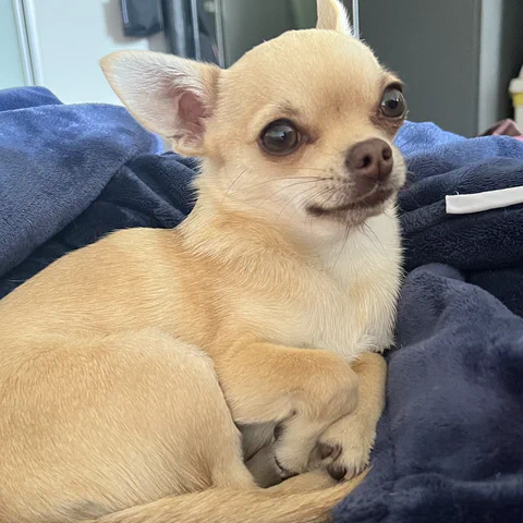 Queenie the dog