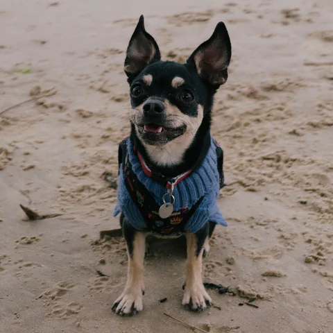 Ruby the dog